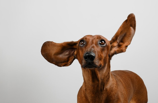 As orelhas de um dachshund vermelho vibram ao vento