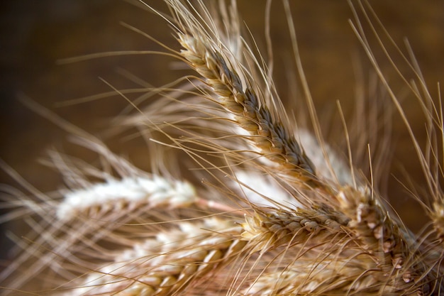 As orelhas maduras do trigo fecham-se acima, secam os spikelets amarelos dos cereais no fundo borrado escuro.