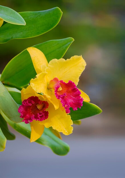 As orquídeas cattleya amarelas e vermelhas estão florescendo com folhas verdes sobre fundo desfocado