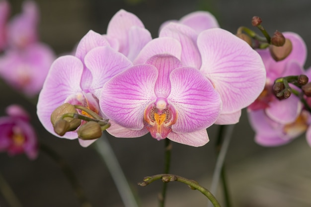 Foto as orquídeas da lua roxa