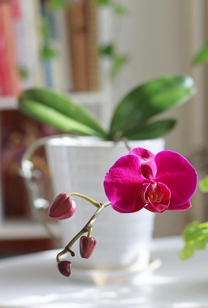 Foto as orquídeas são flores verdadeiramente fascinantes