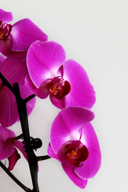 Foto as orquídeas são flores verdadeiramente fascinantes