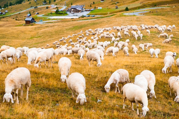 As ovelhas correm explorando a encosta e comem a grama dos Alpes