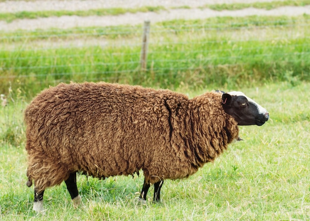 As pastagens grandes ovelhas encaracoladas marrons no prado olhando para o lado