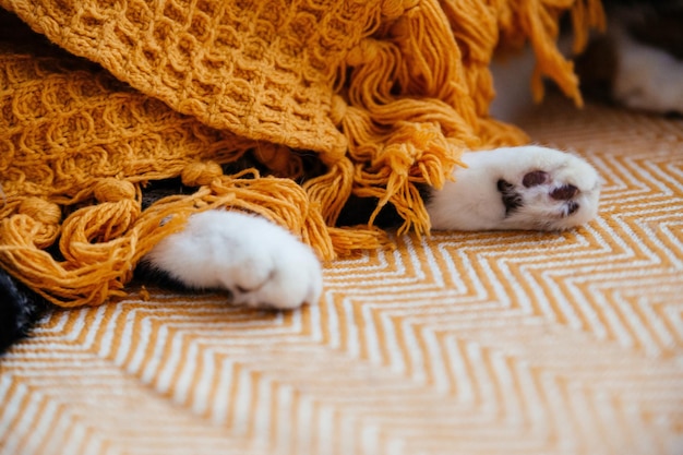 As patas de um gato branco em um cobertor laranja Casa aconchegante