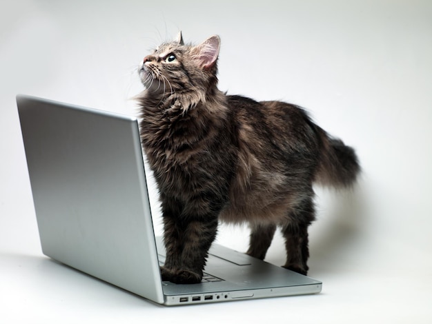 As patas do gato em um laptop estão em um fundo branco