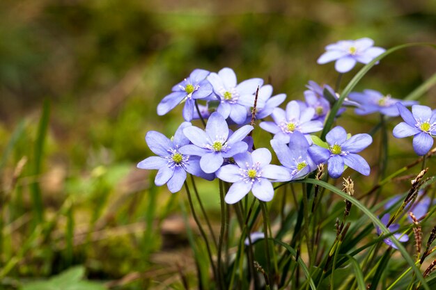 As pequenas flores azuis da primavera aparecendo no início da primavera