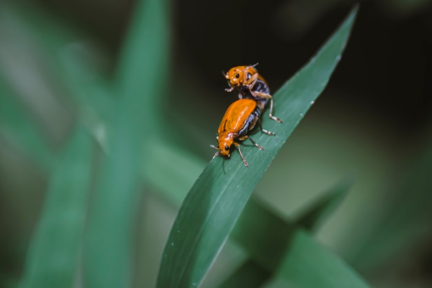 As pequenas formigas, formigas amantes, ideia de conceito de relacionamento de amor e amizade. Fotografia de perto