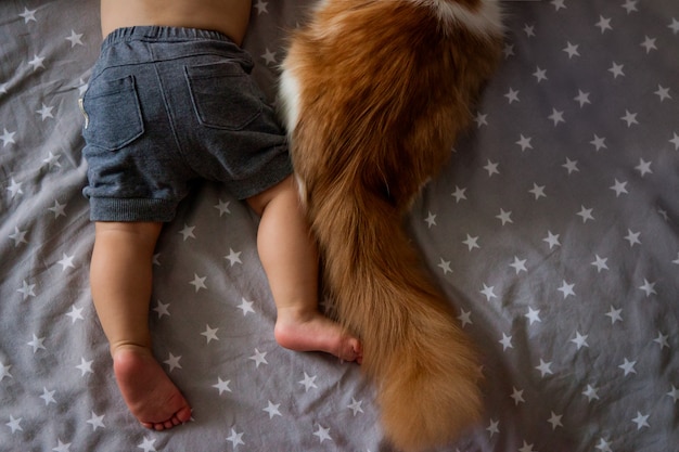 As pernas de um menino e a cauda de um gato. amizade de uma criança com um animal. menino, criança, dormindo em um abraço com um gato. Animal de estimação favorito.