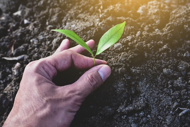 As pessoas estão plantando árvores no chão.