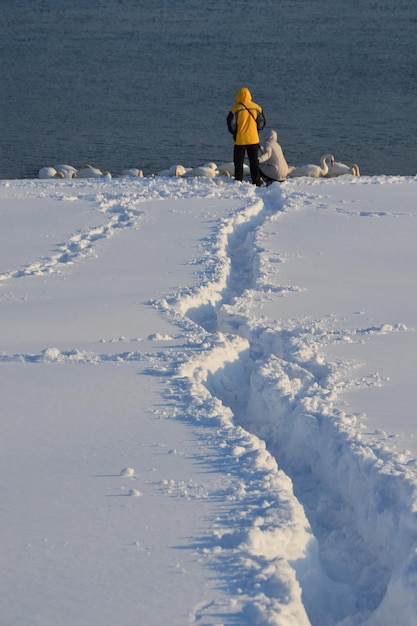 As pessoas fazem caminho pela neve para alimentar cisnes no inverno