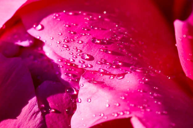 As pétalas vermelhas de peônia com gotas de água da chuva, plantas com flores partes de primavera ou verão ano um canteiro de flores no parque