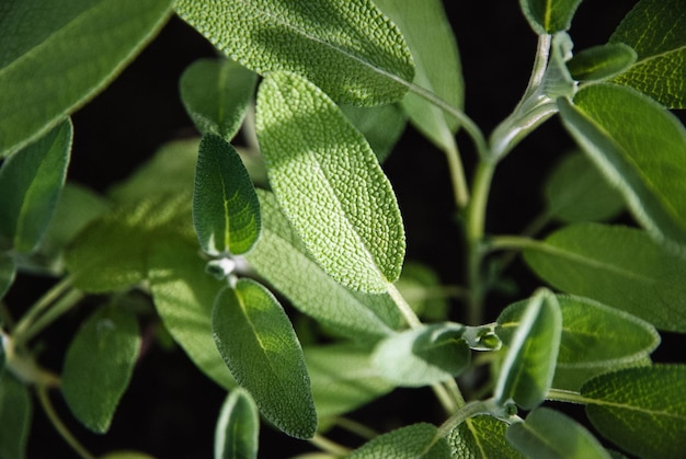 As plantas comuns do sage broadleaf sage salvia officinalis crescem no jardim de ervas