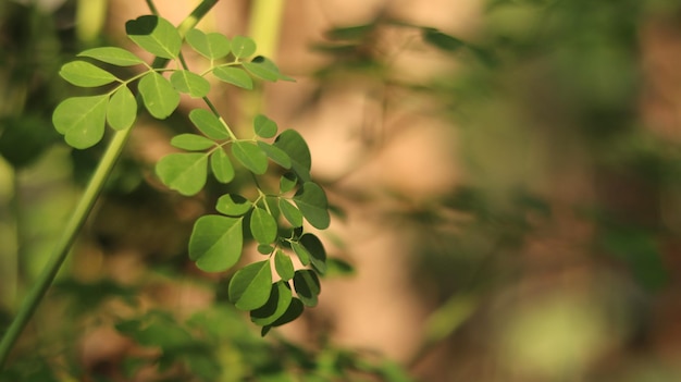 As plantas de folhas de moringa são verdes frescas e prosperam na estação chuvosa. Folhas da árvore de Moringa.