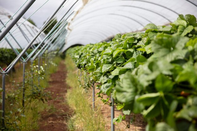 As plantas de morango crescem em suportes altos prontos para serem colhidos