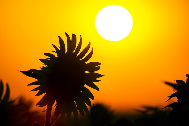 Foto as plantas em silhueta florescem contra o sol poente