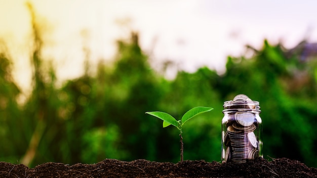 As plantas pequenas estão crescendo e moedas no jardim. - Conceito de propriedade de investimento.