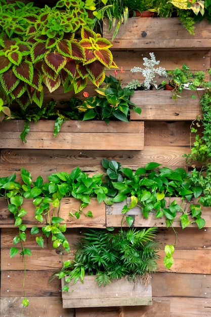 As plantas verdes decoram na parede de madeira