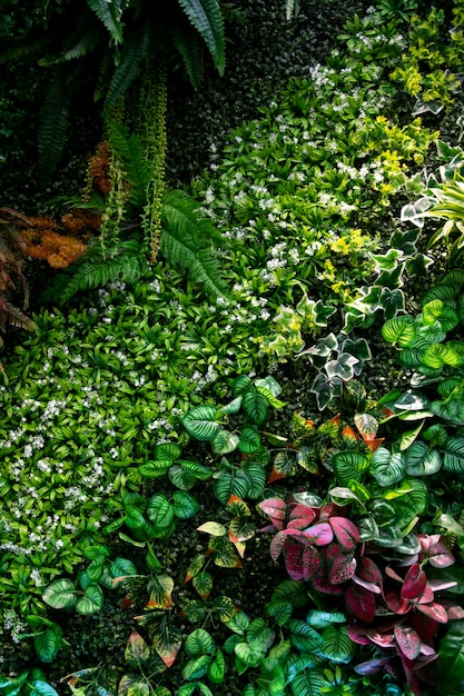 As plantas verdes decoram na parede de madeira