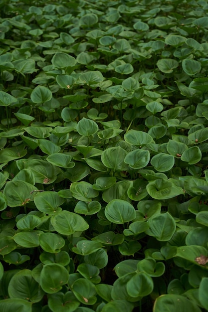 As plantas verdes frescas do verão crescem densamente na floresta