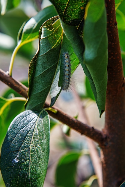 As pragas da lagarta do jardim comem as folhas de uma árvore no jardim