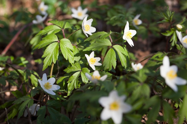 As primeiras flores brancas da floresta na primavera, plantas florestais na primavera