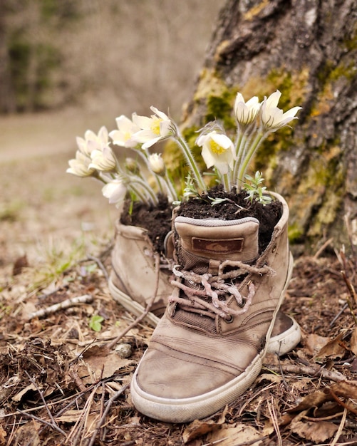 As primeiras flores da primavera cresceram em sapatos velhos