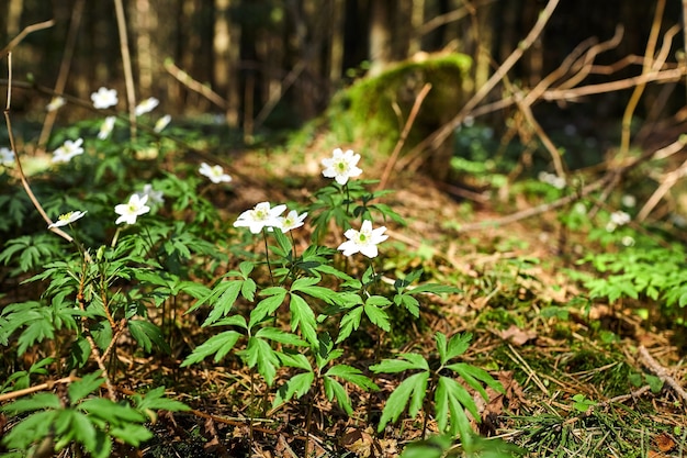 As primeiras flores da primavera na floresta - gotas de neve brancas