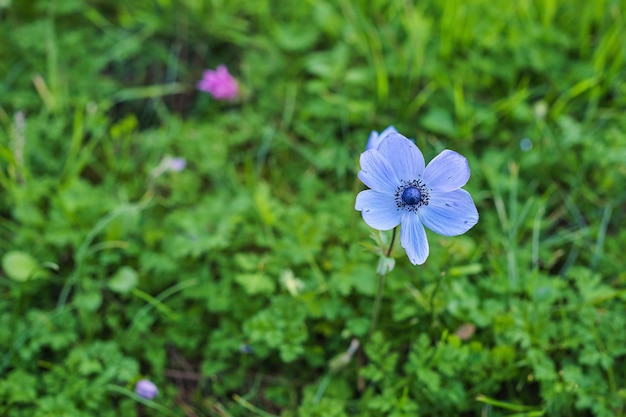 As primeiras flores da primavera no prado um close em uma flor azul uma ideia para um cartão ou um presente para o dia da mulher A ideia de cuidar da natureza dia da terra