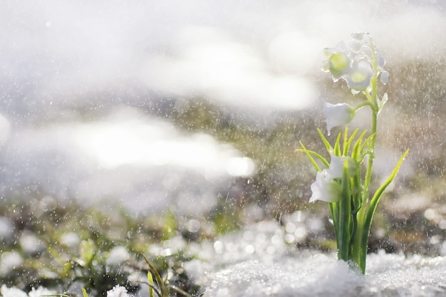 As primeiras flores da primavera. Snowdrops na floresta crescem da neve. Flor de lírio branco do vale sob os primeiros raios do sol da primavera.