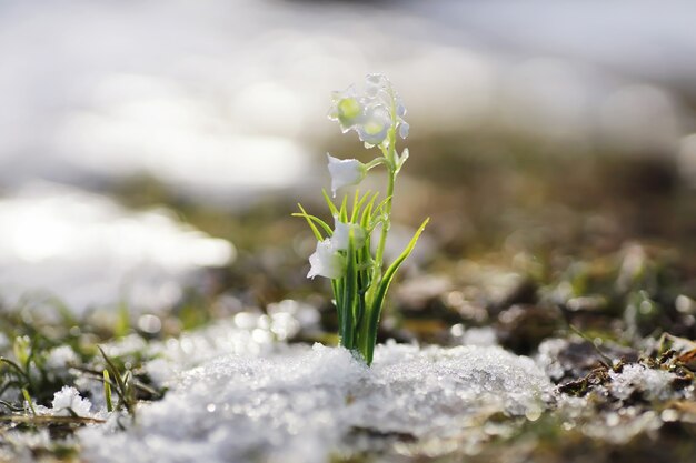 As primeiras flores da primavera. snowdrops na floresta crescem da neve. flor de lírio branco do vale sob os primeiros raios do sol da primavera.