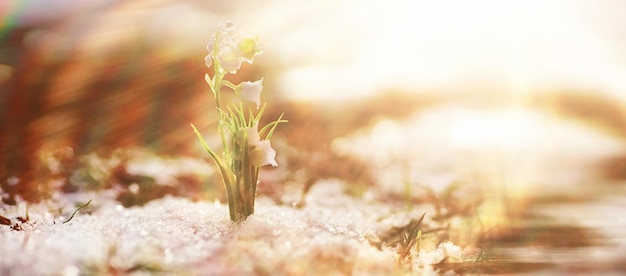 As primeiras flores da primavera Snowdrops na floresta crescem da neve Lírio branco do vale flor sob os primeiros raios do sol da primavera