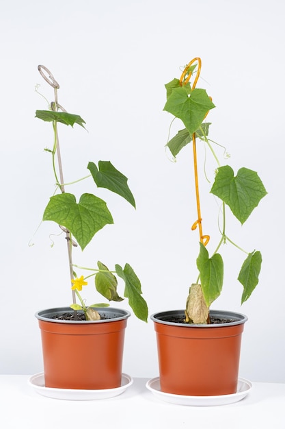 As primeiras flores e pepinos em bastão de apoio