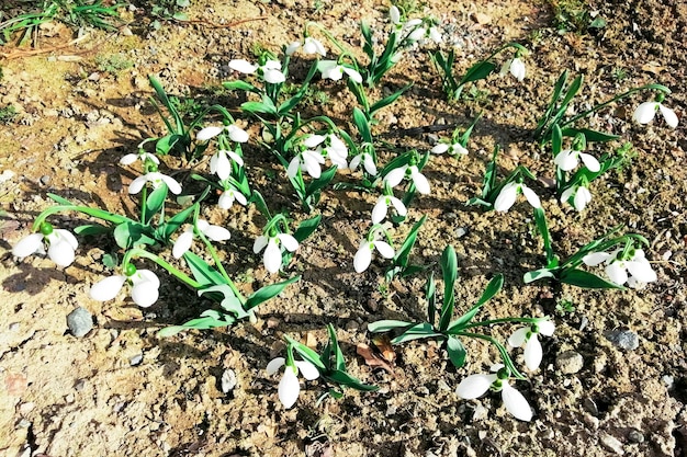 As primeiras flores silvestres da primavera Gotas de neve brancas no jardim