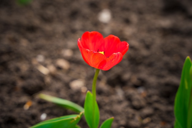 As primeiras tulipas vermelhas da primavera crescem no solo