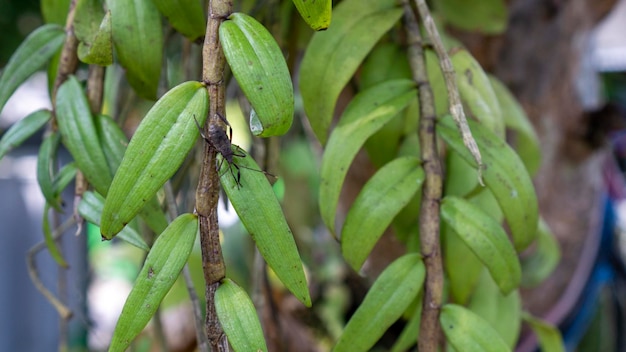 as raízes da planta da orquídea estão firmemente presas ao tronco da mangueira