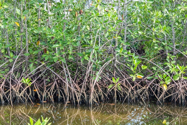 As raízes das árvores de mangue crescem refletindo a água