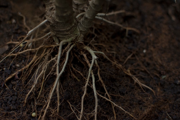 Foto as raízes das árvores no chão.