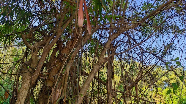 Foto as raízes penduradas da árvore banyan