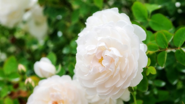 Foto as rosas brancas florescem no jardim.