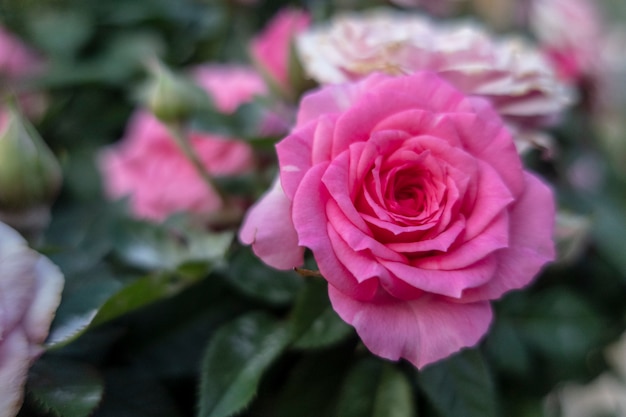 Foto as rosas cor-de-rosa da fada estão no jardim.