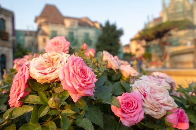 Foto as rosas cor-de-rosa da fada estão no jardim.