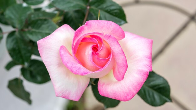 As rosas cor-de-rosa florescem no jardim.