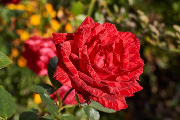 As rosas estão florescendo no jardim da casa de campo. Outono.