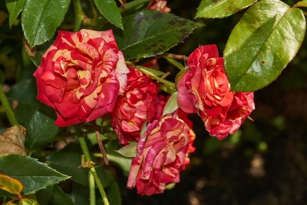 As rosas estão florescendo no jardim da casa de campo