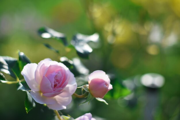 As rosas no jardim no verão