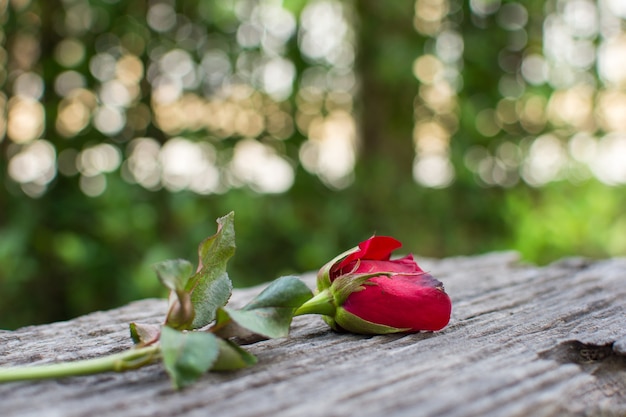 As rosas são colocadas no velho piso de madeira