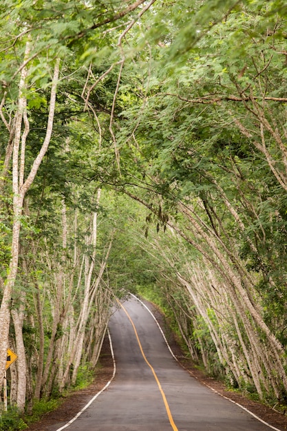 As ruas são verdes arborizadas.