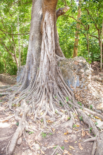 As ruínas de Gede no Quênia são os restos de uma cidade suaíli, típica da maioria das cidades ao longo da costa leste da África