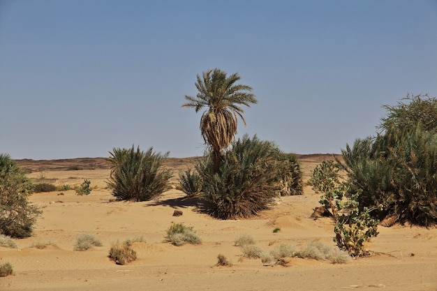 Foto as ruínas do antigo mosteiro de ghazali no deserto do saara, no sudão, na áfrica